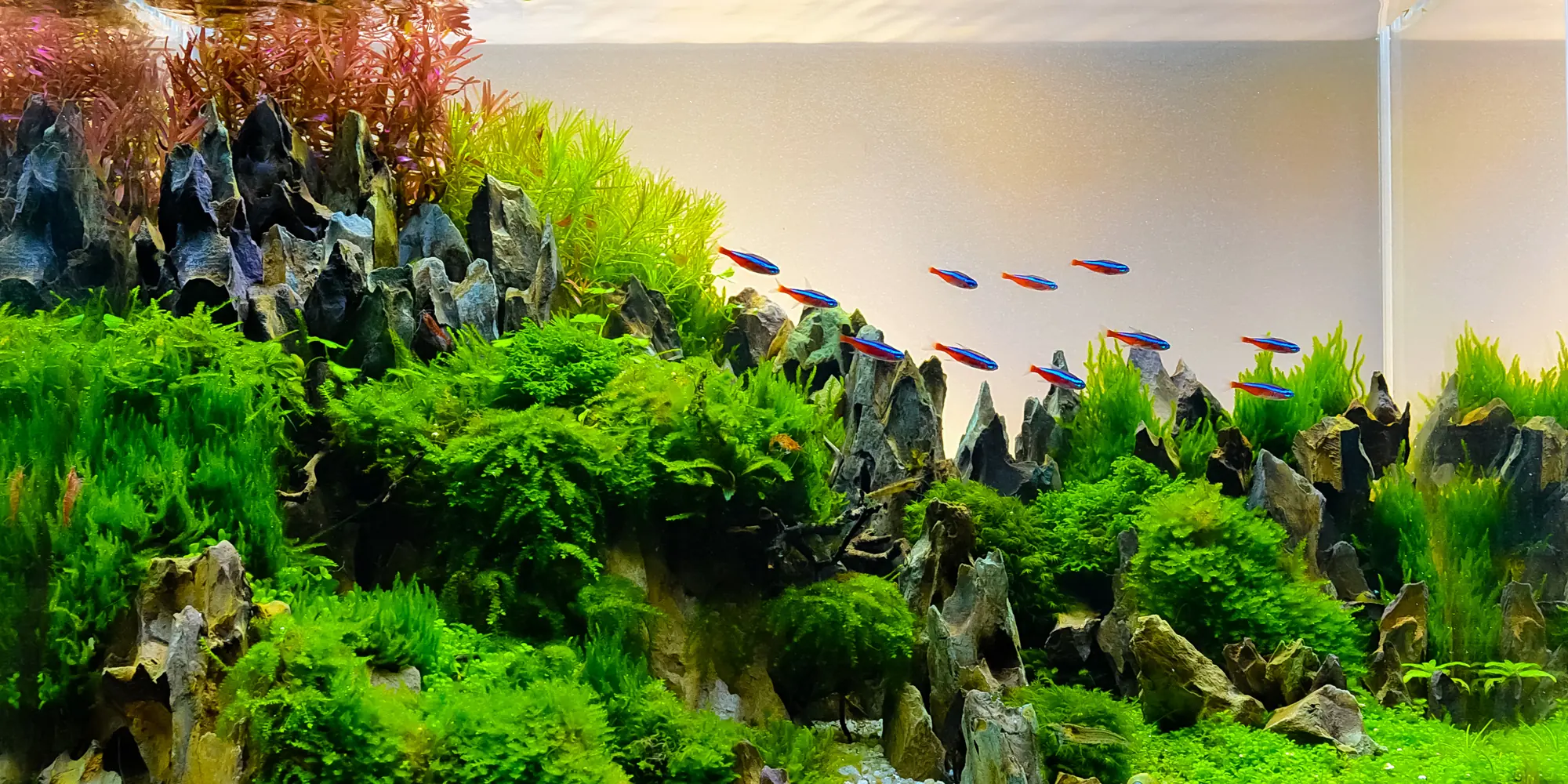 緑豊かな水草レイアウト水槽